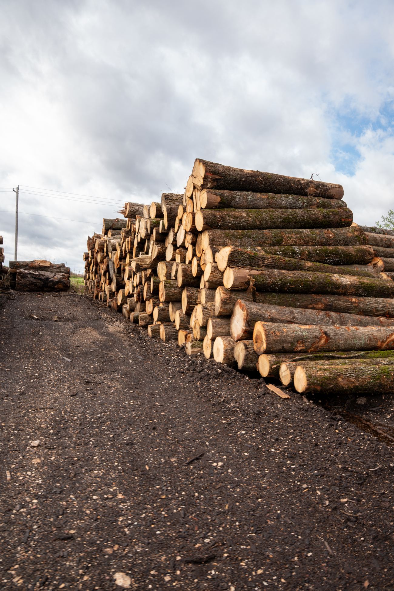 We Buy Logs